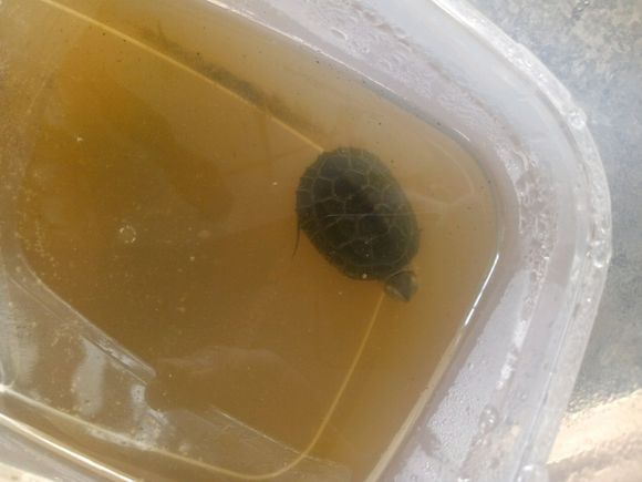 龟不用加热棒怎么给龟加温,龟治病加热棒推荐