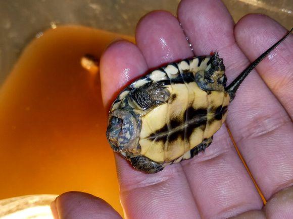 龟不用加热棒怎么给龟加温,龟治病加热棒推荐