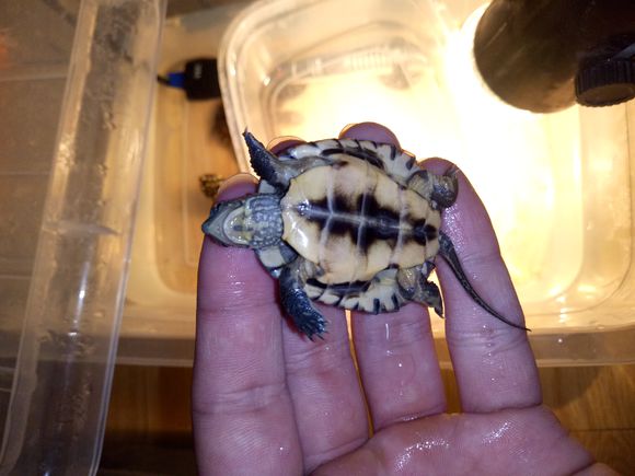 龟不用加热棒怎么给龟加温,龟治病加热棒推荐