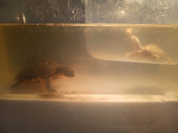 龟不用加热棒怎么给龟加温,龟治病加热棒推荐