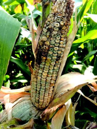 玉米高温授粉后果,玉米授粉遇高温咋办