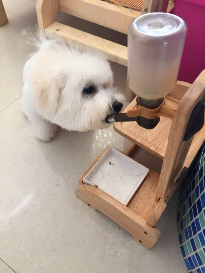 比熊经常拉肚子，铲屎官观察5点症状，发现感染寄生虫！