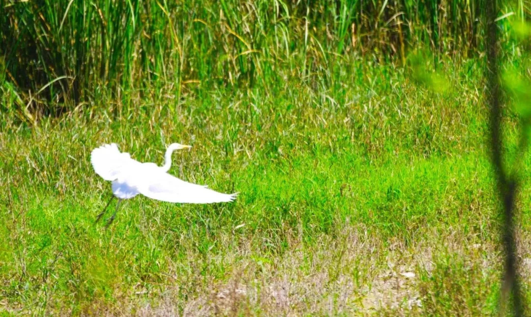 蟠龙河，清晨羊鹭齐歌，难得一见！