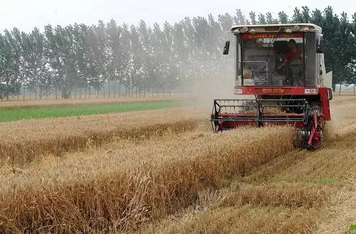 一亩地种植小麦利润大概多少钱,种植水稻一年收入多少钱
