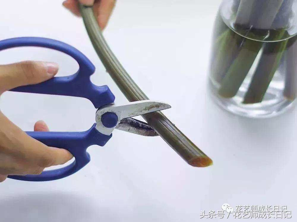 水培睡莲种植养护要点有哪些,睡莲正确的养护方法