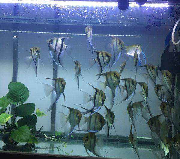 从鱼店买的观赏鱼怎么养不活,自己养的观赏鱼可以卖出去吗