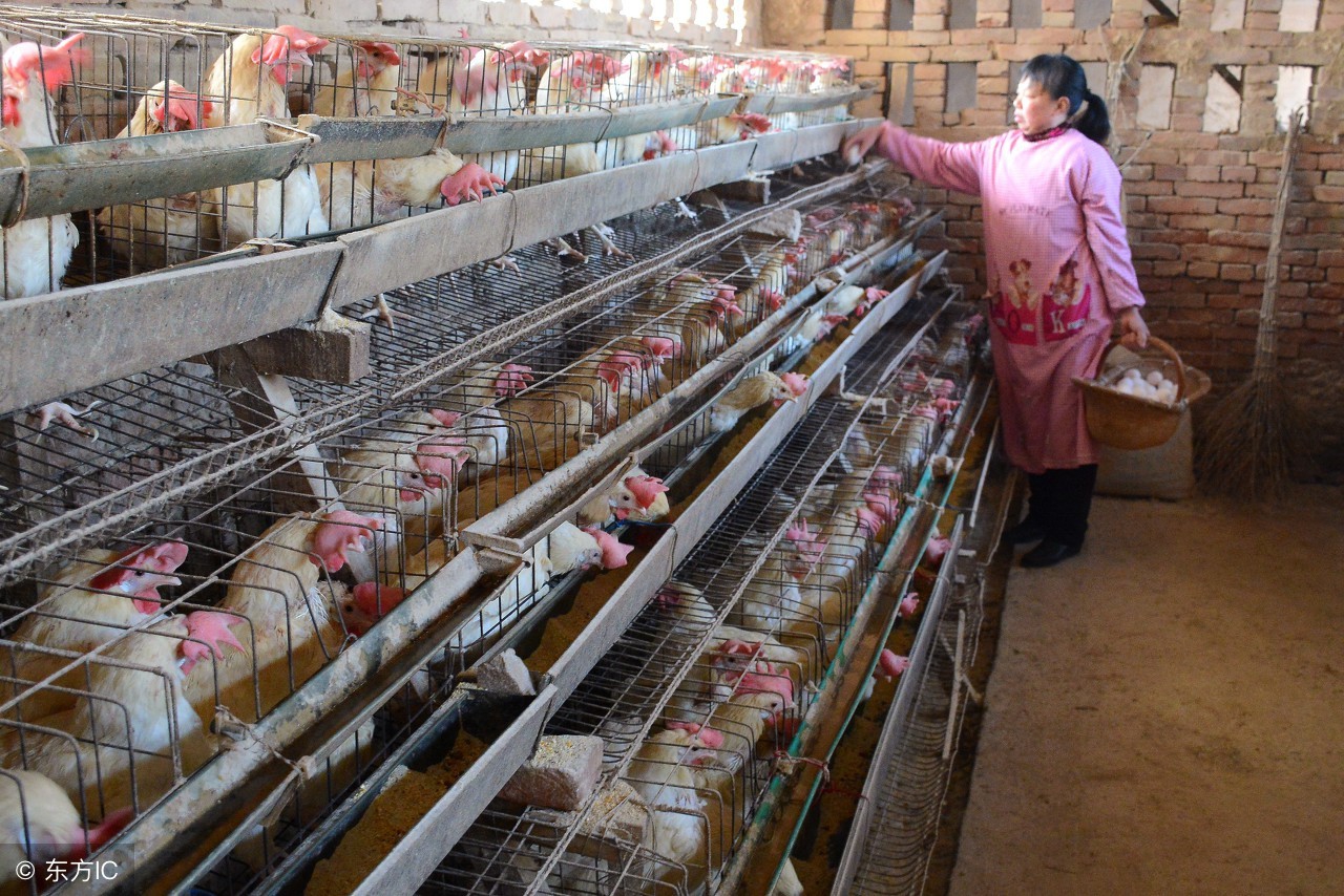 老撕鸡新手教学,老撕鸡的吃鸡技巧