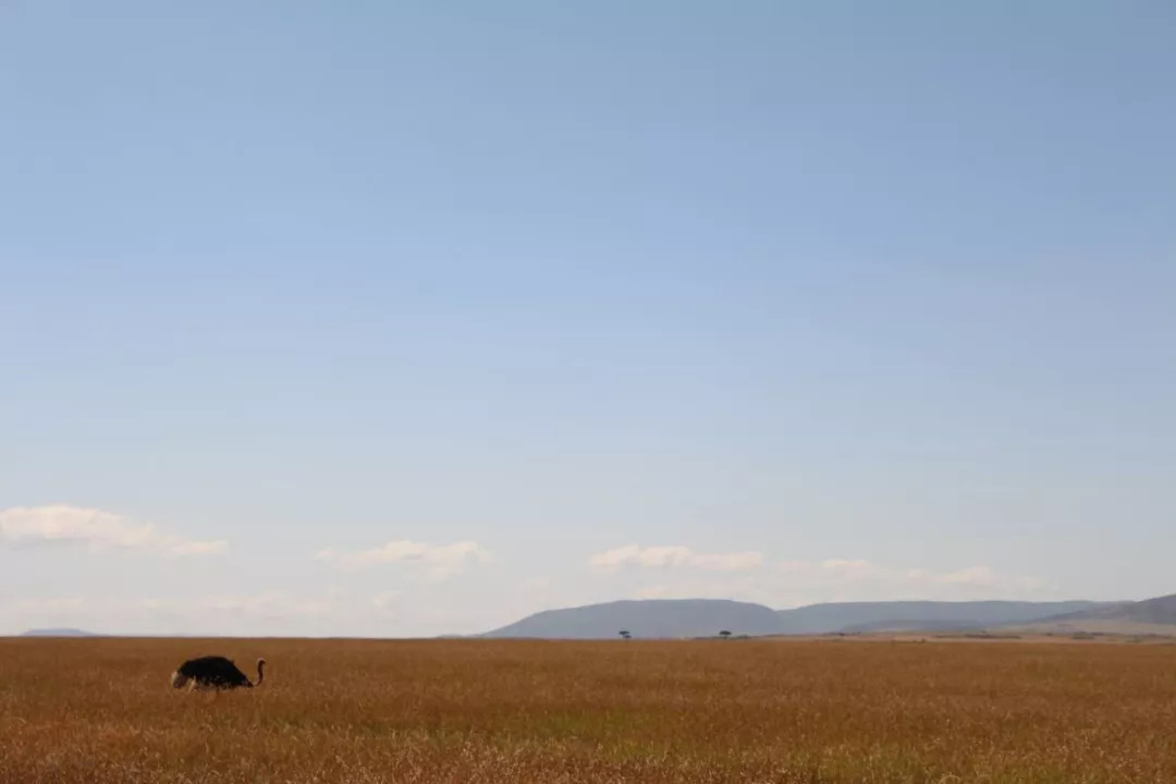 肯尼亚│我没有错过非洲，错过动物大迁徙