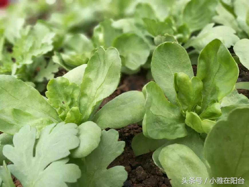 自己种菜如何让菜长得快,种菜小妙招简单长势好