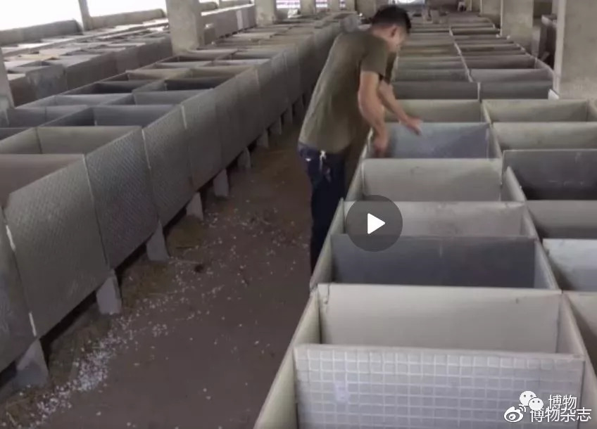 华农兄弟的竹鼠为什么总是中暑,竹鼠中暑有什么表现