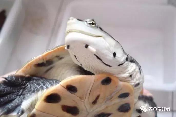 别让你的爱成为伤害,别让你的爱被当作借口