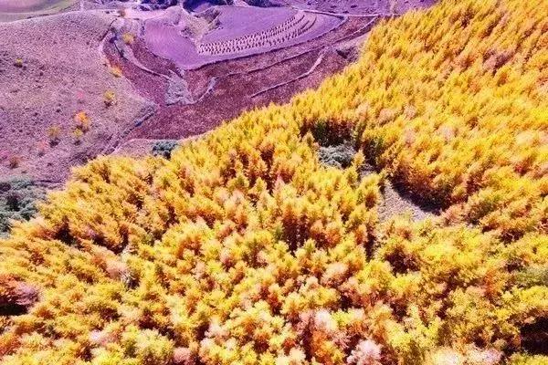 国内最美的十大海滨城市,国内最撩人的20个金秋童话