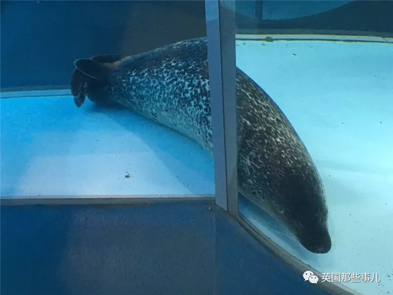 没有干劲的废柴海豹，只要心中有床，在哪里都可以豹睡个爽啊……