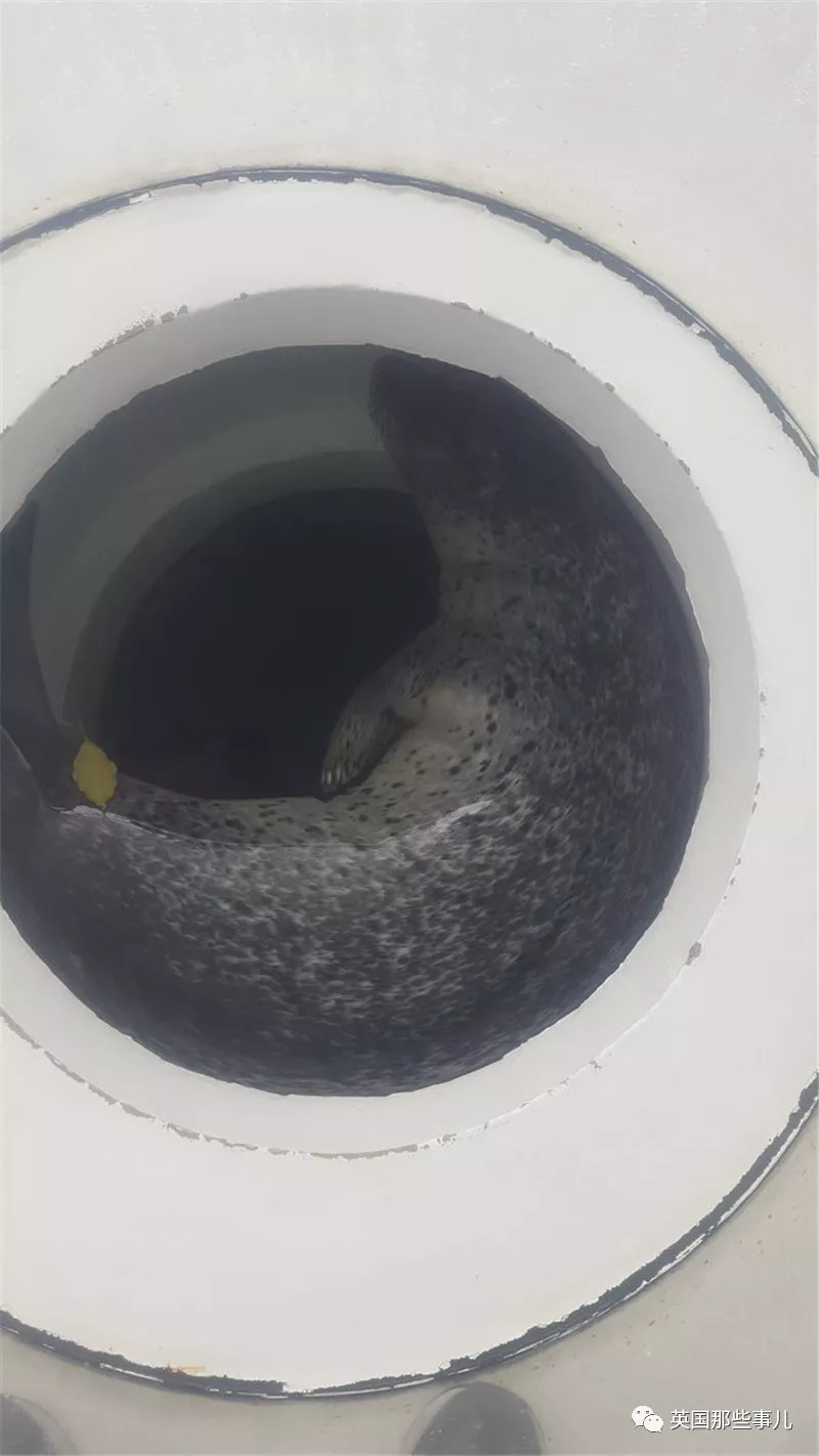 没有干劲的废柴海豹，只要心中有床，在哪里都可以豹睡个爽啊……