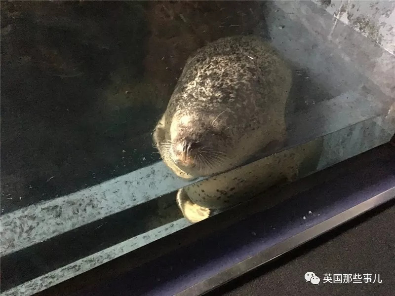 没有干劲的废柴海豹,只要心中有床,在哪里都可以豹睡个爽啊……