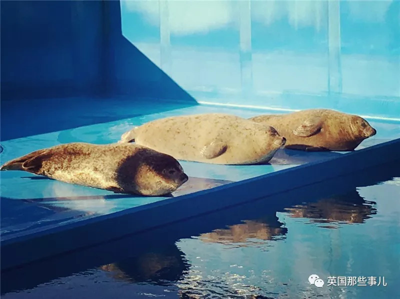 没有干劲的废柴海豹,只要心中有床,在哪里都可以豹睡个爽啊……