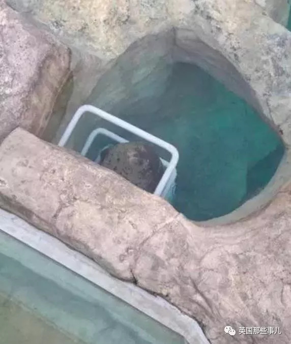 没有干劲的废柴海豹，只要心中有床，在哪里都可以豹睡个爽啊……