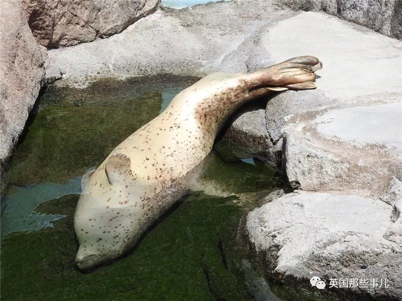 没有干劲的废柴海豹,只要心中有床,在哪里都可以豹睡个爽啊……