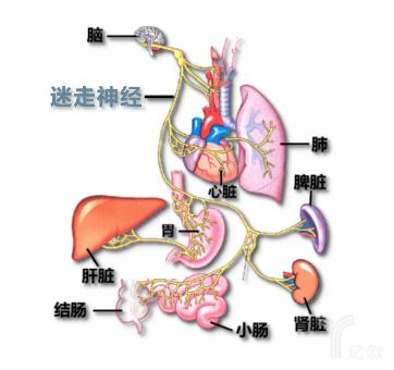 不牺牲健康与幸福感如何减肥？博伟东非侵入式迷走神经技术了解一下