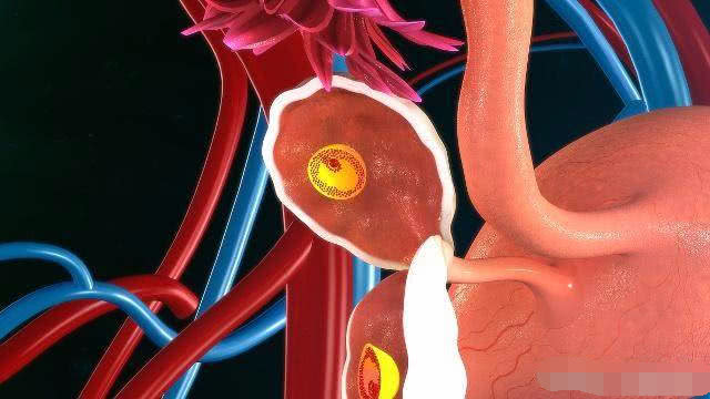 一个月女人有几次排卵期,一个月女性排几个卵细胞
