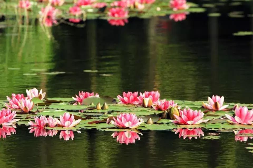 青白江凤凰盛景航拍,青白江凤凰新城最新视频