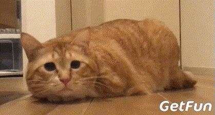 猫喜欢跟你睡枕头,猫喜欢和我睡说明什么