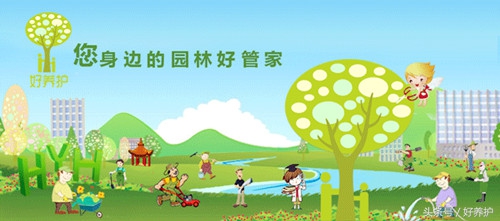 南方适合种什么品种的衣草,薰衣草品种及图片欣赏大全