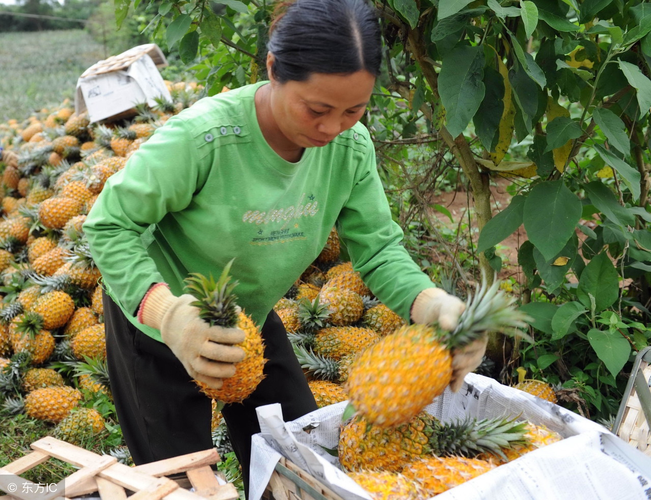 吃了这么多年水果才知道的小技巧,吃了这么多年的水果居然吃错了
