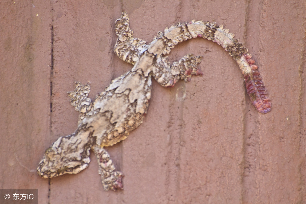 通络定惊,通络止痛散结消肿