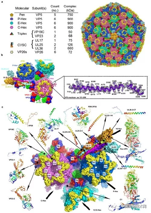 生物物理所等解析单纯疱疹病毒2型成熟核衣壳高分辨率三维结构
