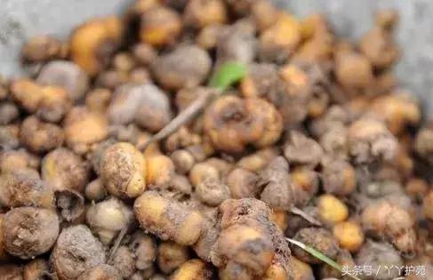 一副中药30多味药是大方子吗,一个方子30多味中药