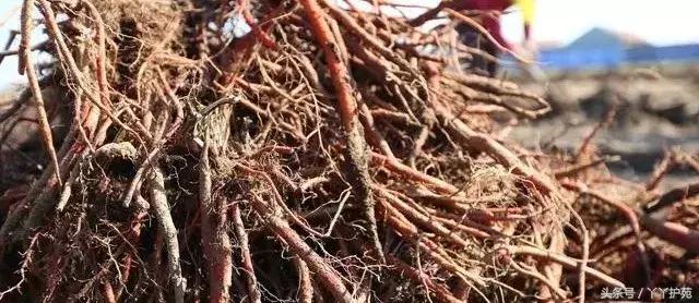 一副中药30多味药是大方子吗,一个方子30多味中药