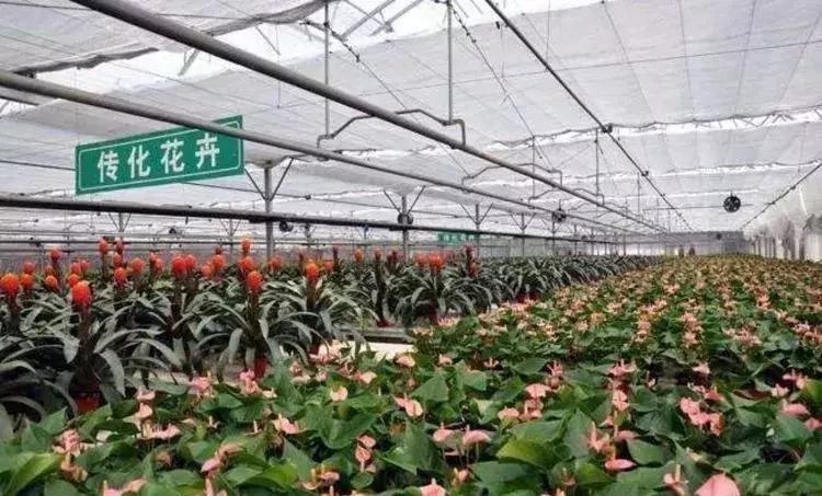 动辄数十亿、上百亿砸向农业，这些大佬为何会失败？