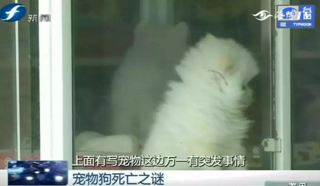 宠物店签订协议寄养死了怎么赔偿,为什么幼犬会在一夜之间莫名死亡