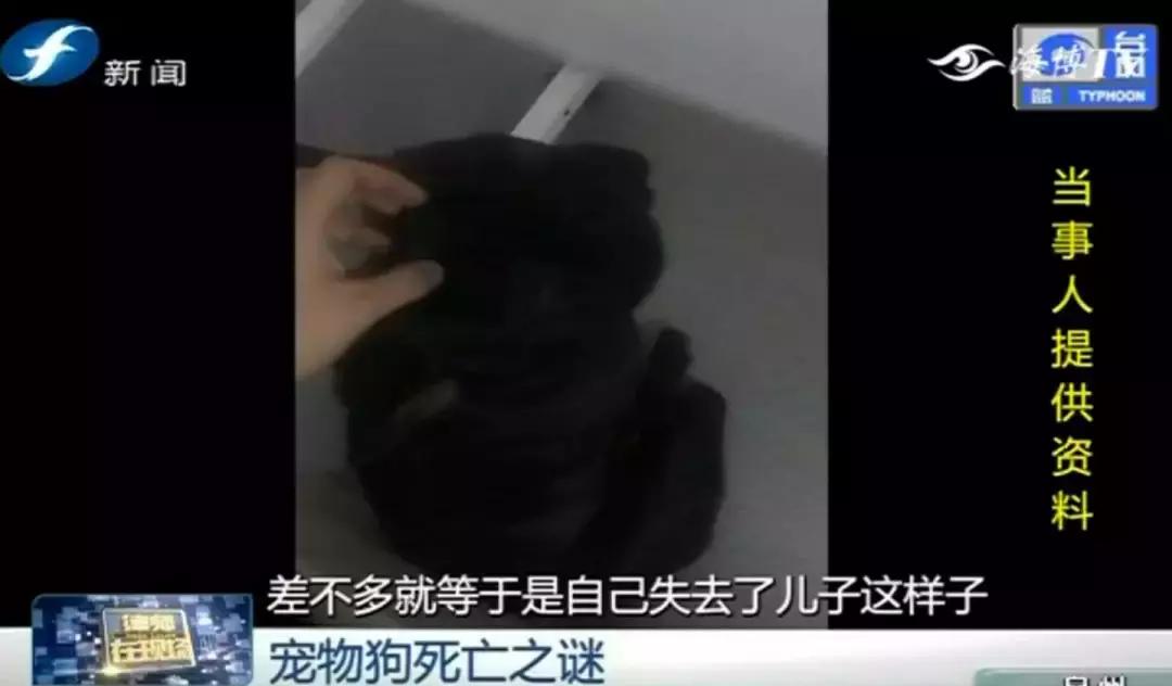 宠物店签订协议寄养死了怎么赔偿,为什么幼犬会在一夜之间莫名死亡