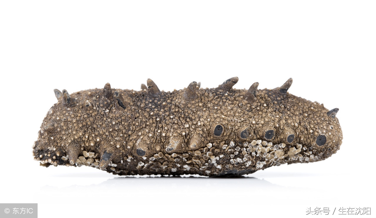 辽参的正宗照片大全,辽参野生图片大全