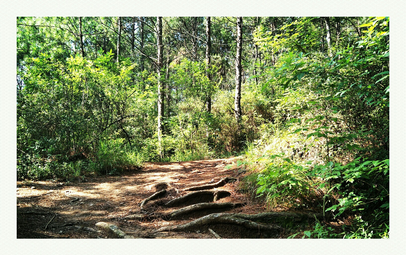 零基础学习普通话正确发音,学标准普通话发音