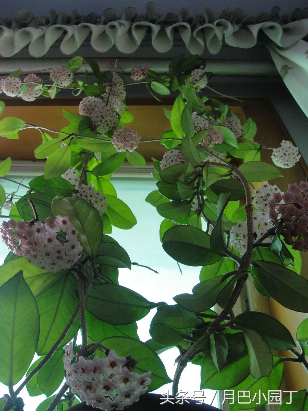 养球兰的小诀窍每年都能开满花,球兰室内怎么养护才能开花多