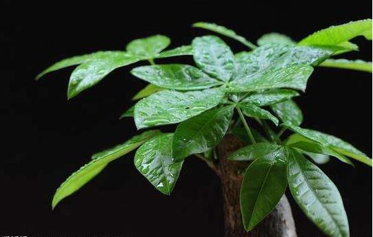 发财树叶子不怎么长怎么处理,发财树叶子越来越少了