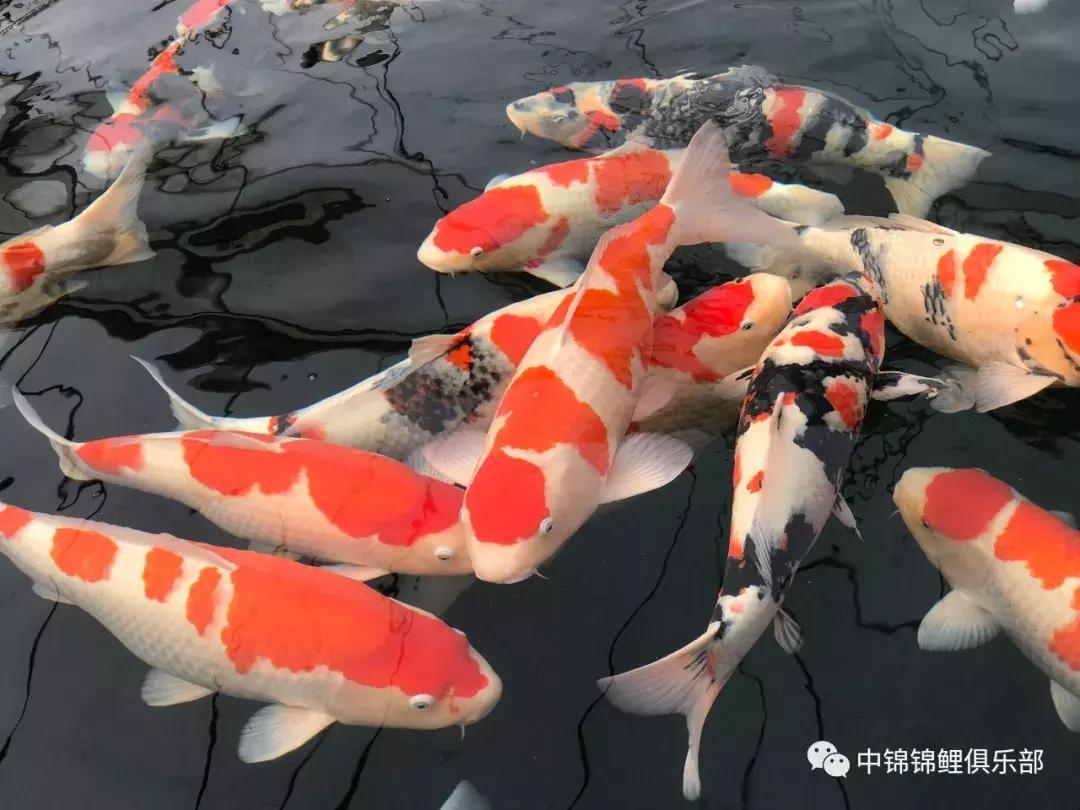 锦鲤喂食过量补救措施有哪些,锦鲤喂食过量补救措施图片