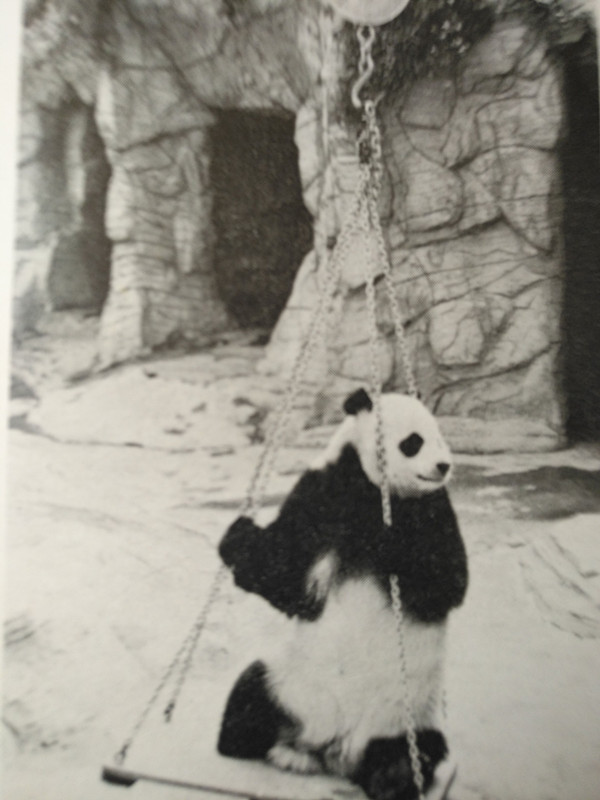 滚滚故事：大熊猫拒绝“包办婚姻”