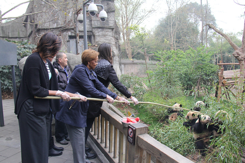 滚滚故事：大熊猫拒绝“包办婚姻”