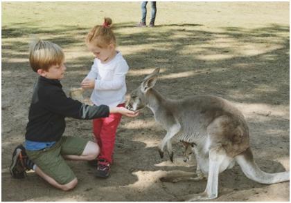 布里斯班游一游之龙柏考拉动物园,超棒澳洲住宿推荐