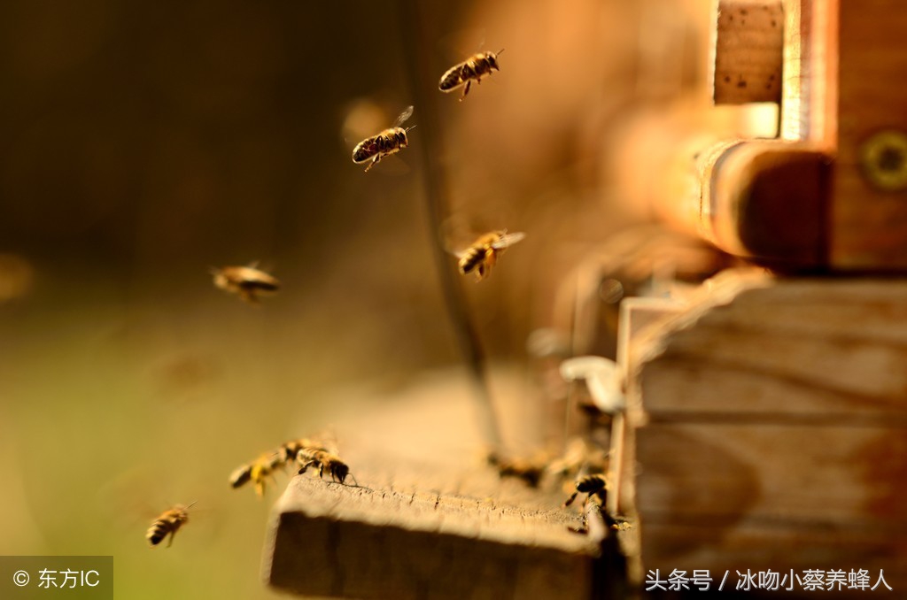 养蜜蜂农村技术,养蜜蜂很难吗