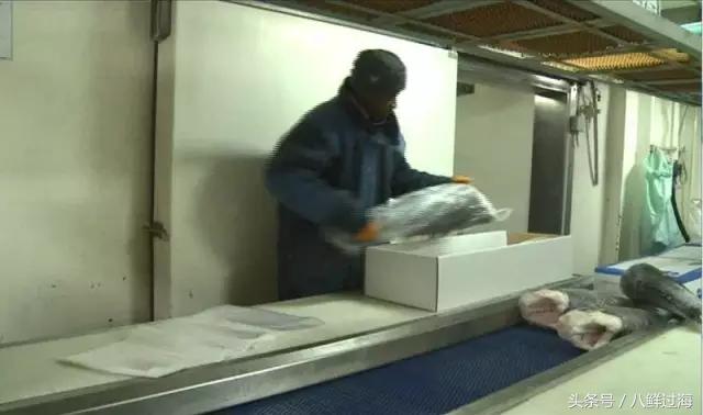 银鳕鱼延绳钓,长钩柄鱼钩钓鲫鱼