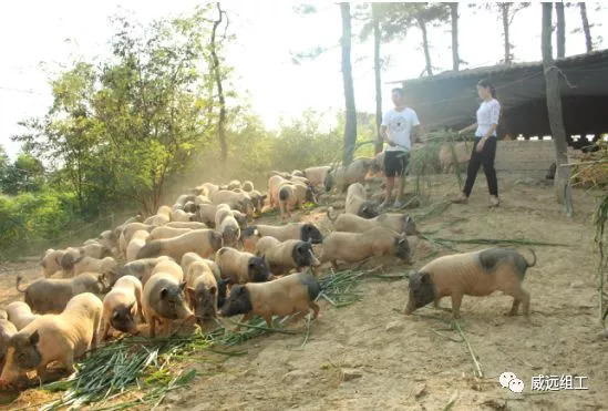 猪肉里的“名门贵族”，你吃过吗？威远这个村就有