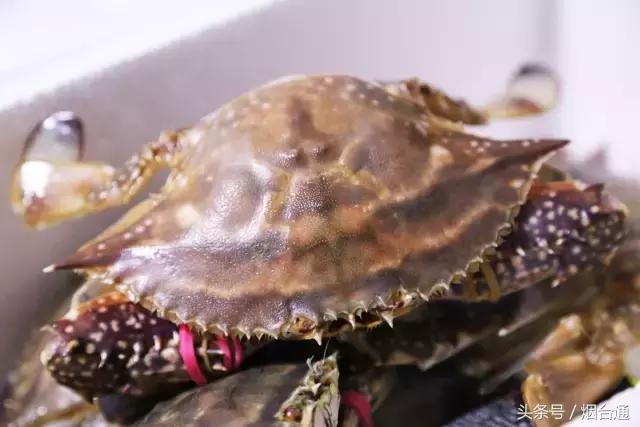 烟台螃蟹怎么挑选,烟台冬天螃蟹怎么挑选