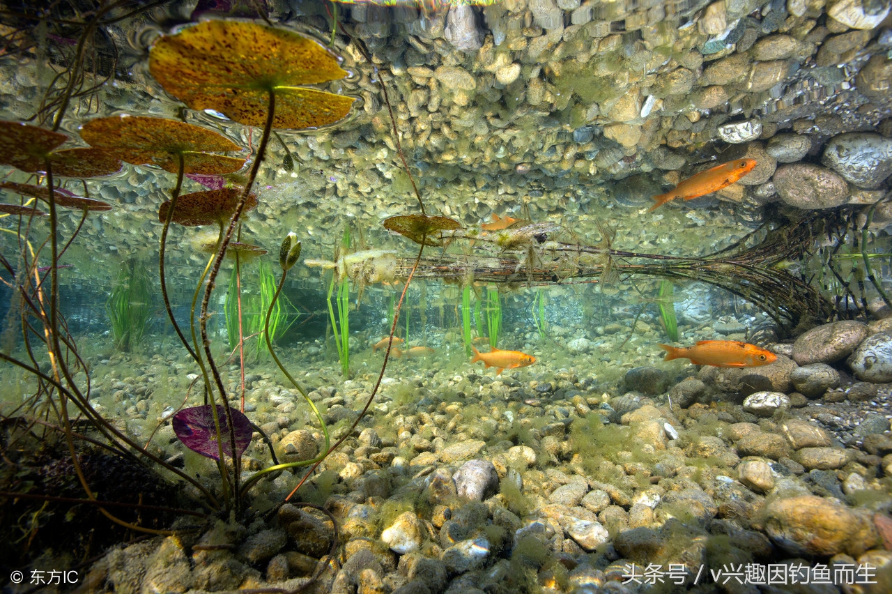 钓鳊鱼用什么饵料钓效果最好,钓鳊鱼商品饵料怎么选合适