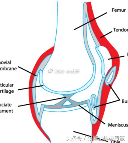 膝关节滑膜皱襞综合征锻炼,膝关节滑膜皱襞综合征怎么治