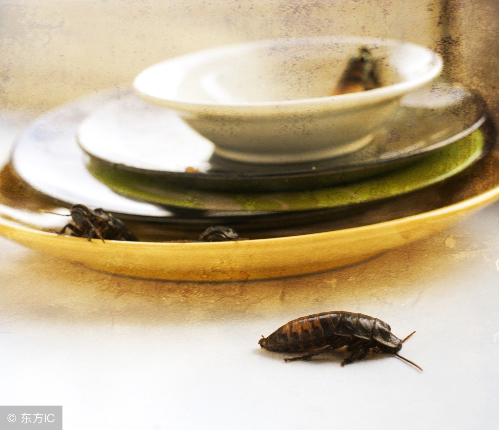 家里有蟑螂教你一招让蟑螂去无踪,有蟑螂怎么快速找到蟑螂窝